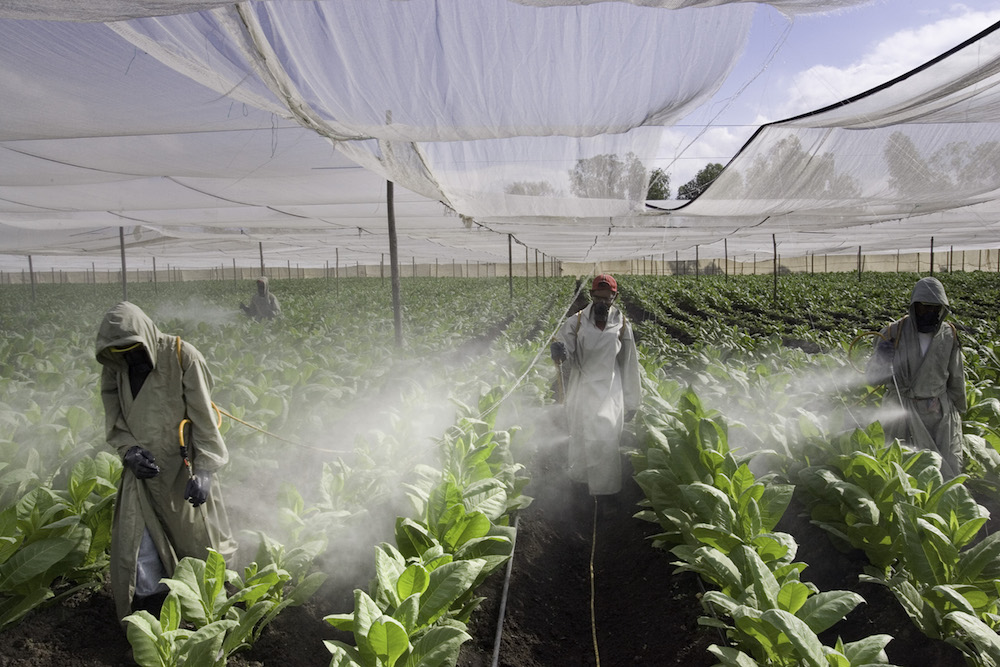 Pulverizadores de pesticidas, granjas de tabaco, Nicaragua