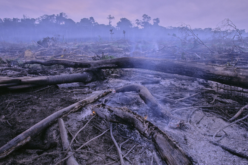 Selva deforestada para la agricultura, cerca de Manaus, Brasil