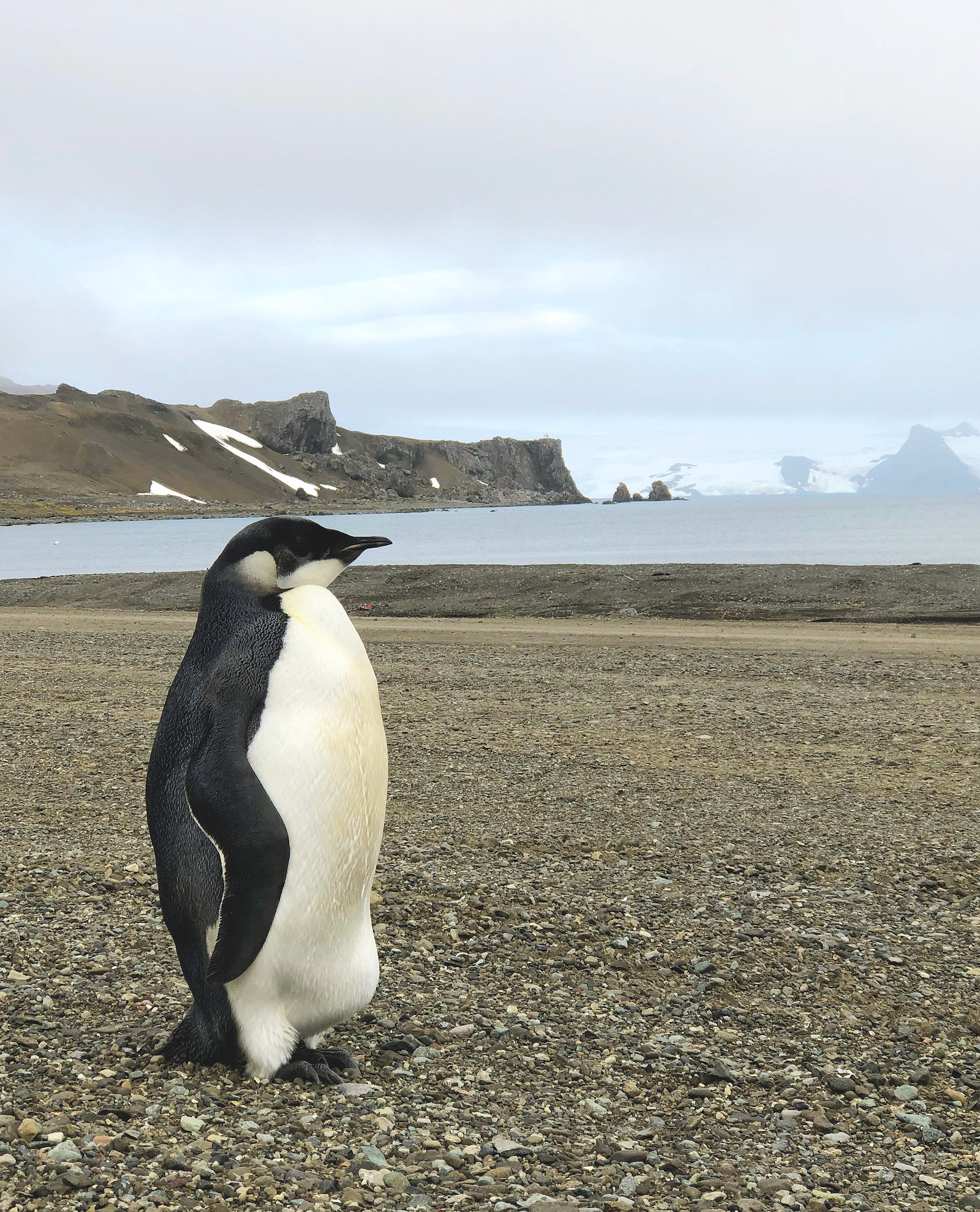 A young emperor penguin on King George Island. Photo: Cesar Cardenas