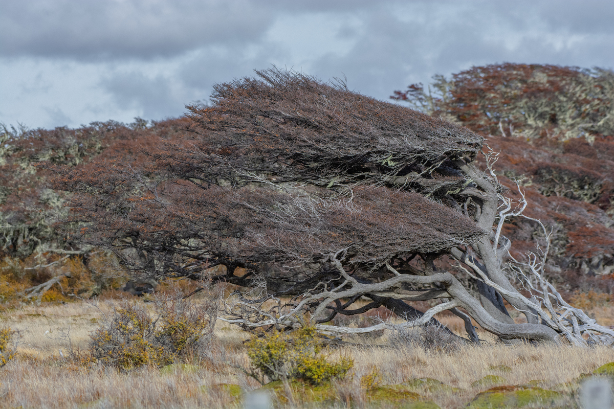 El famoso viento patagón modela el paisaje. Foto: Miguel Fuentealba