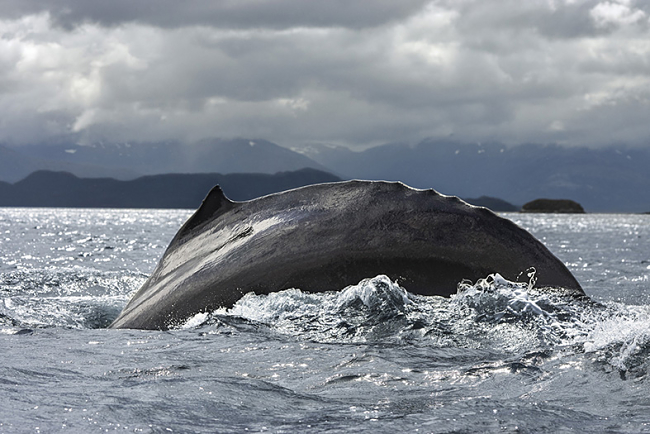 Una ballena saltando en la Patagonia. Foto: Nicolás Piwonka