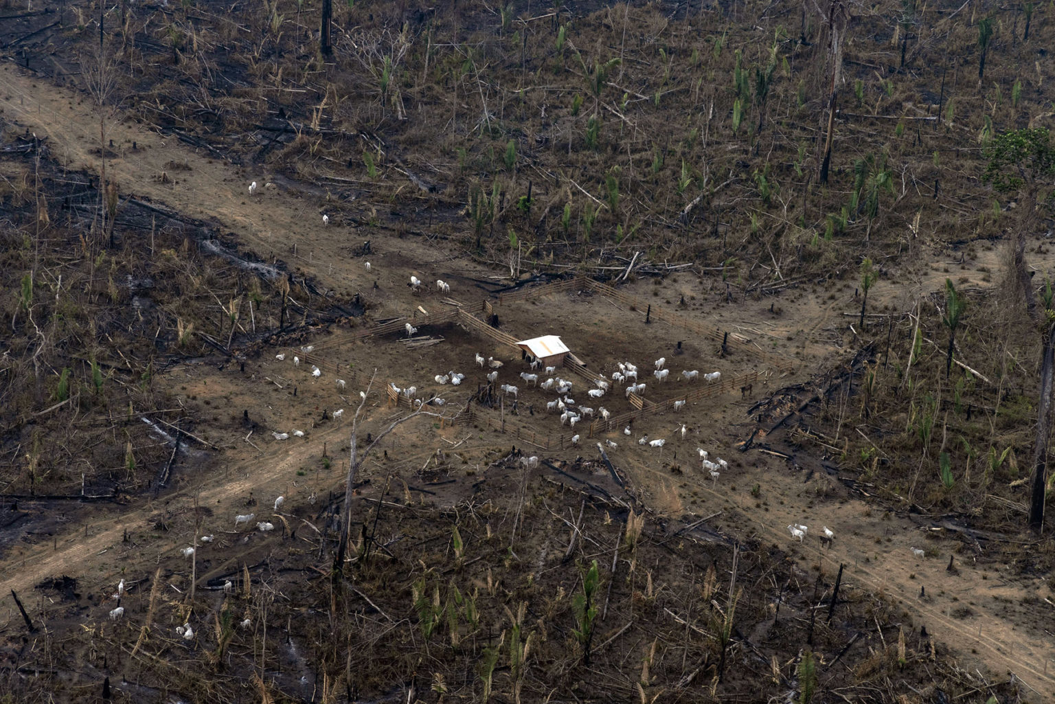 Aerial view of an area in the Amazon deforested for cattle ranching. Photo: Victor Moriyama / Amazônia em Chamas 