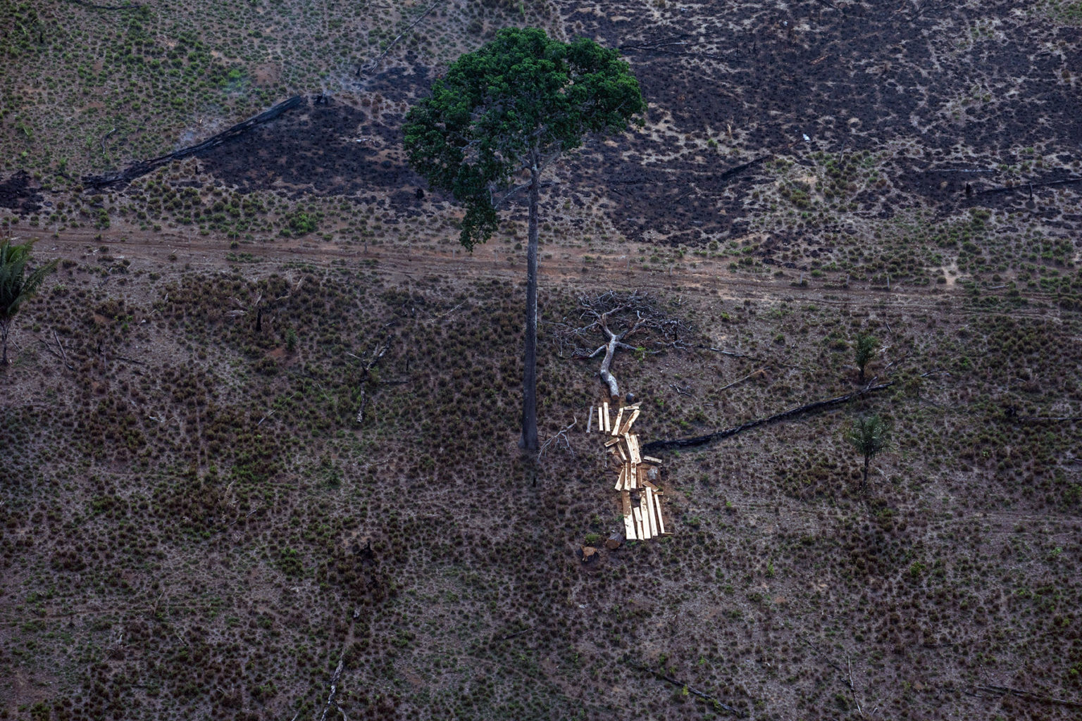 Aerial view of an area in the Amazon deforested for cattle ranching. Photo: Victor Moriyama / Greenpeace