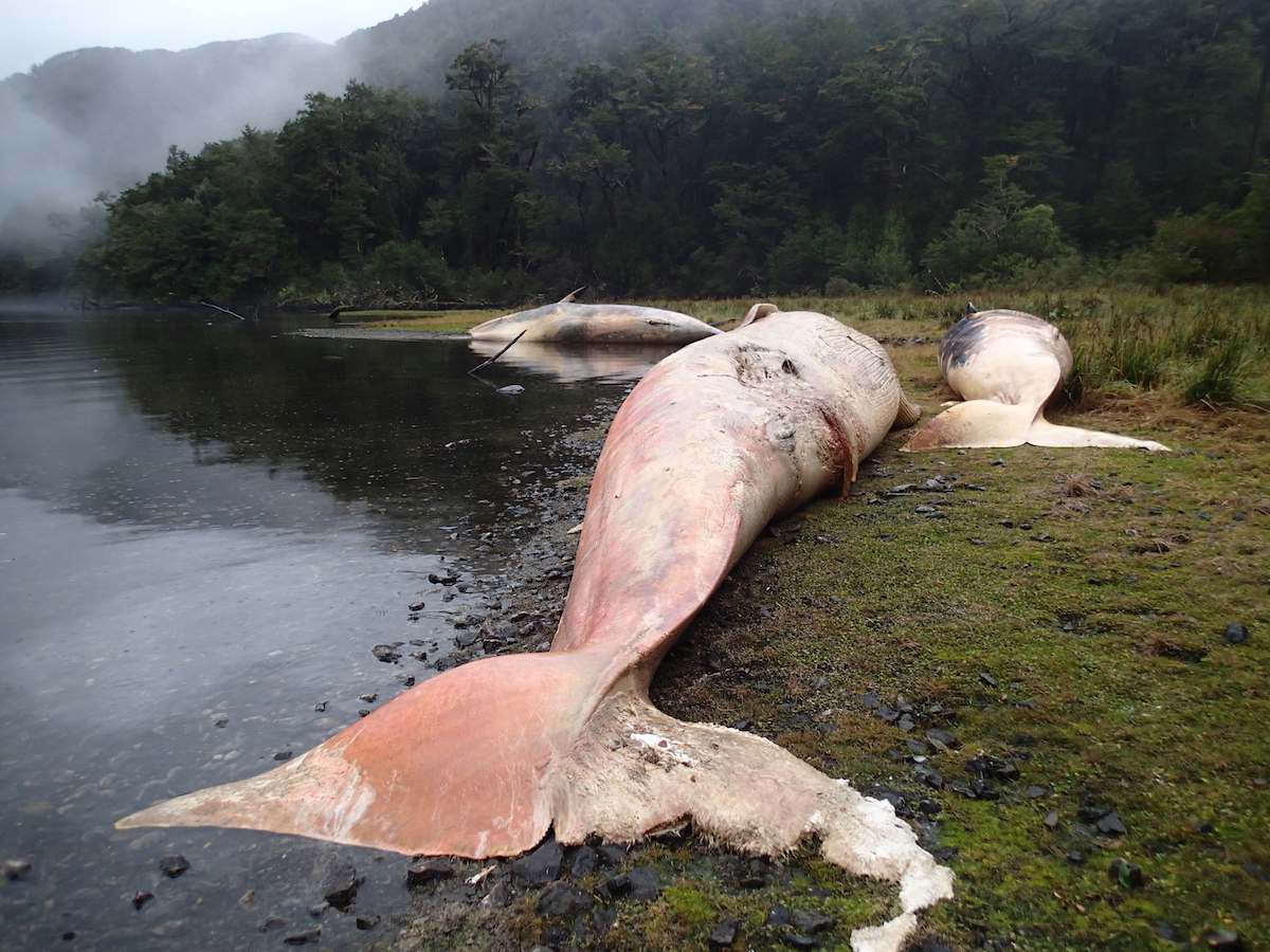 Los científicos todavía están investigando la causa de muerte de las ballenas sei. Foto: Vreni Häussermann