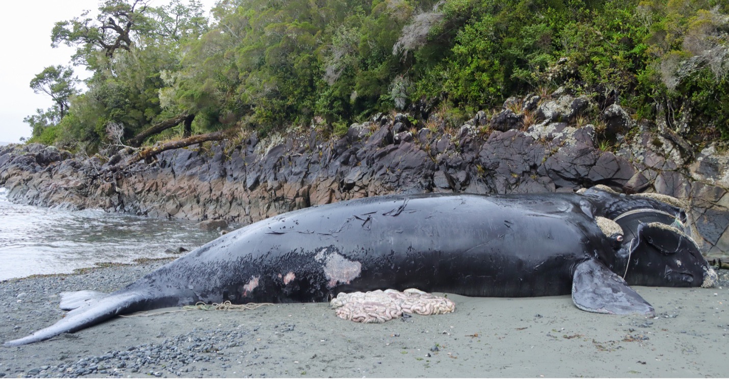 Cría de ballena franca austral varada en Melinka,región de Aysén, muerta por la interacción con redes de pesca, y posible colisión con embarcación. Foto: B. Galletti