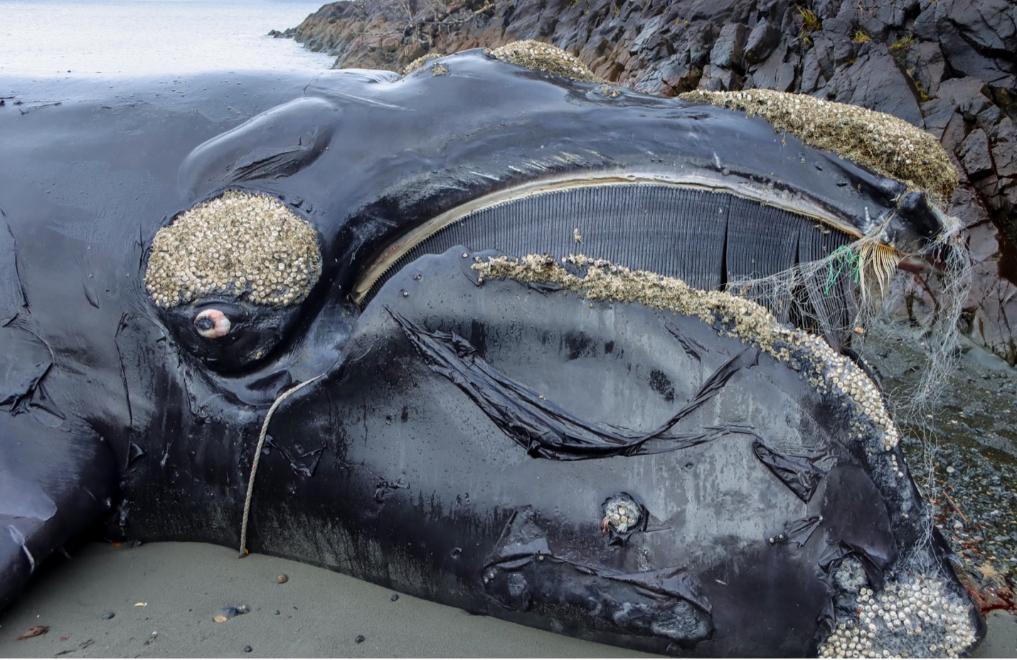 El enmallamiento en redes de pesca y las colisiones con embarcaciones, son las principales amenazas para la conservación de las ballenas a nivel global. Chile no es la excepción. Foto: B. Galletti/Centro de Conservación Cetacea