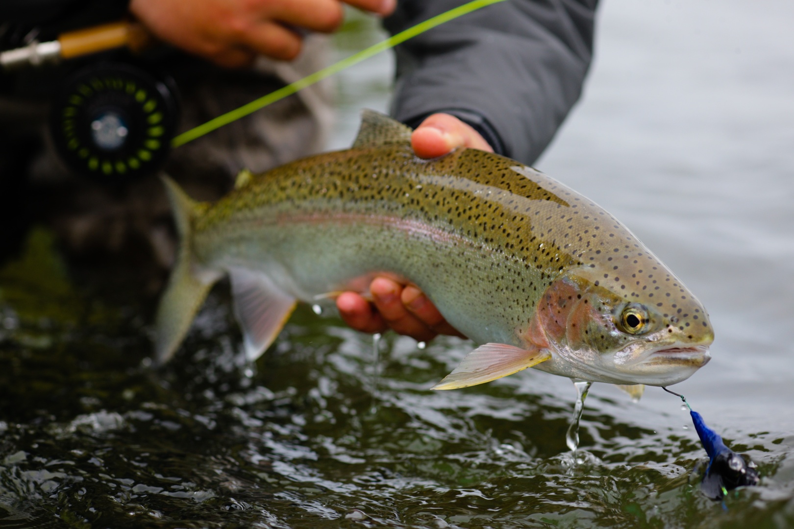 "Handle your trout as little as possible." Photo: Coty Perry