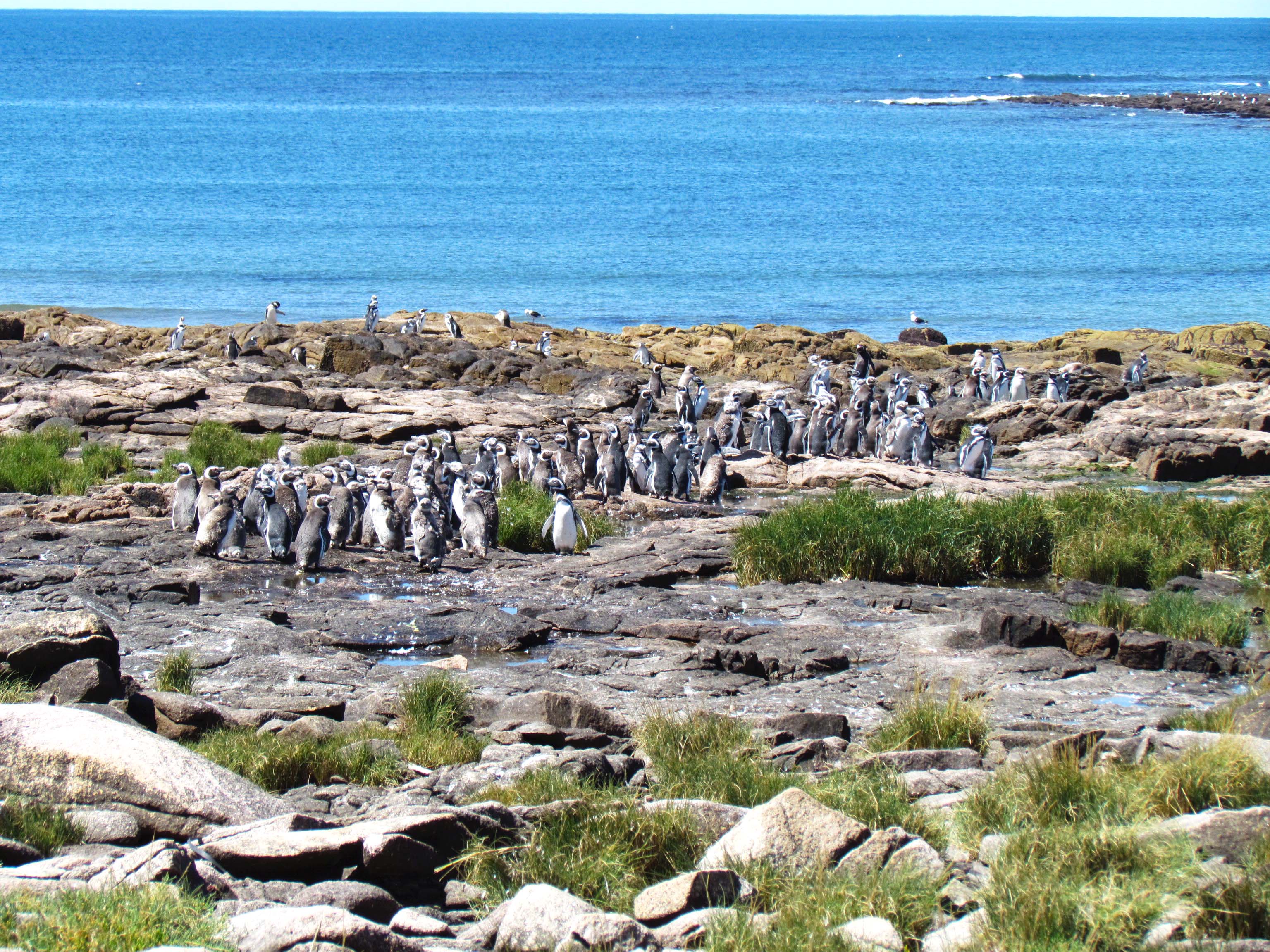 En el futuro parque nacional reside una colonia de pingüinos de Magallanes. Foto: Islote Lobos